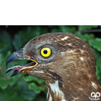 گونه سارگپه جنگلی European Honey Buzzard